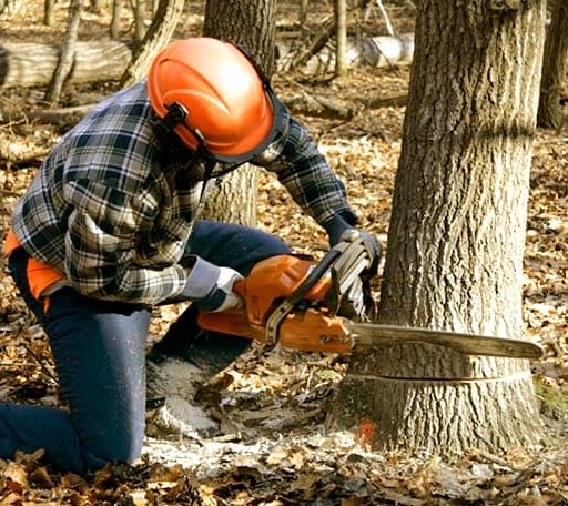 Tree Removal in Wrights, IL